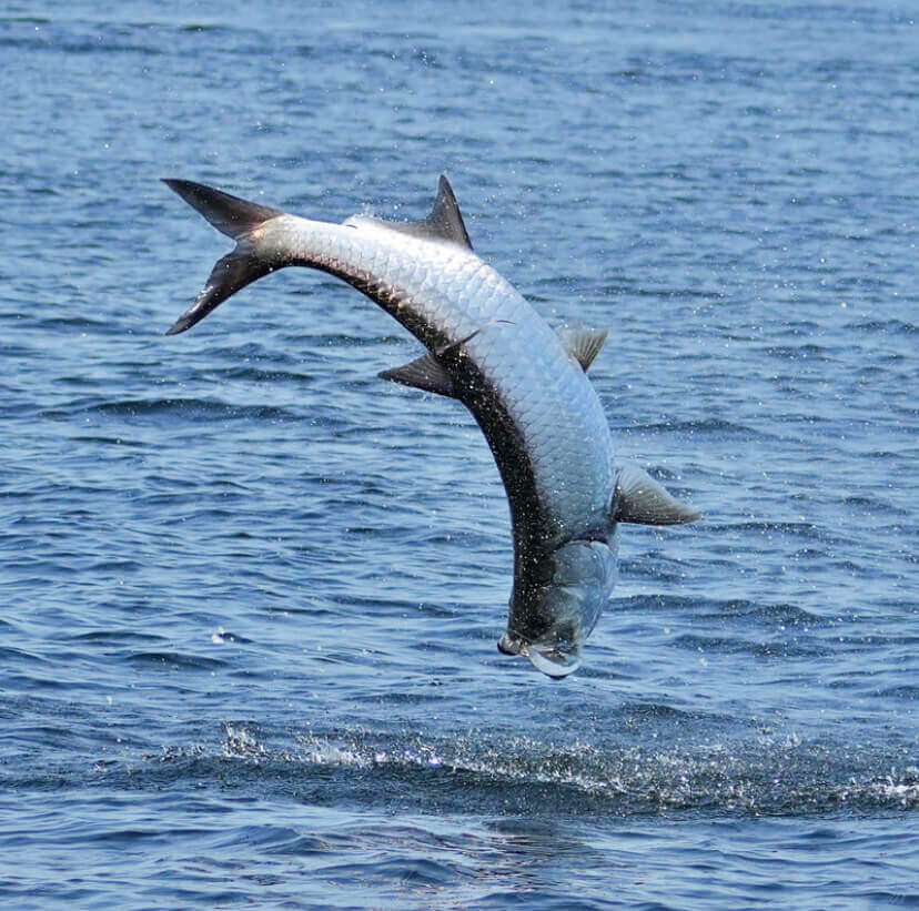 Boat charters see inshore fish jumping out of water